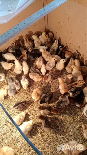 Куры цыплята