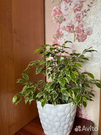 Бенджамина