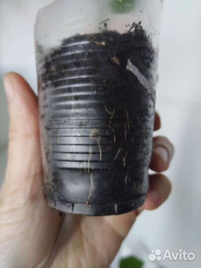 Гибискус китайская роза