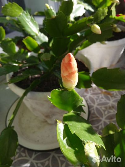 Декабрист шлюмбергера