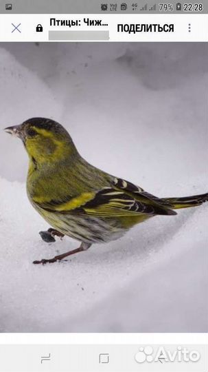 Птички лесные