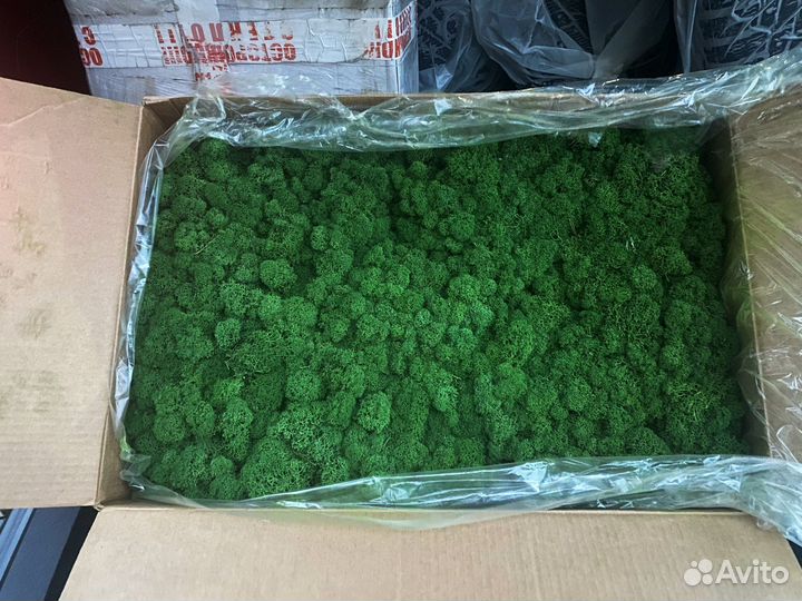 Стабилизированный ягель мох