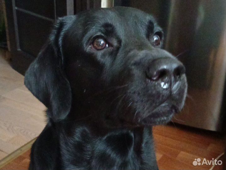Кобель лабрадора вязка