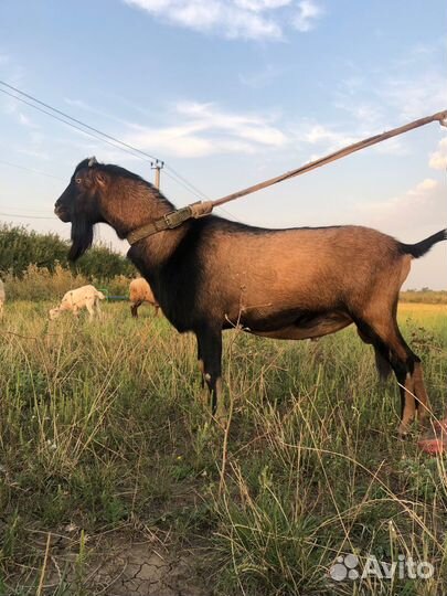 Племенной козел Американская ламанча