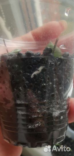 Церопегия вуда срез