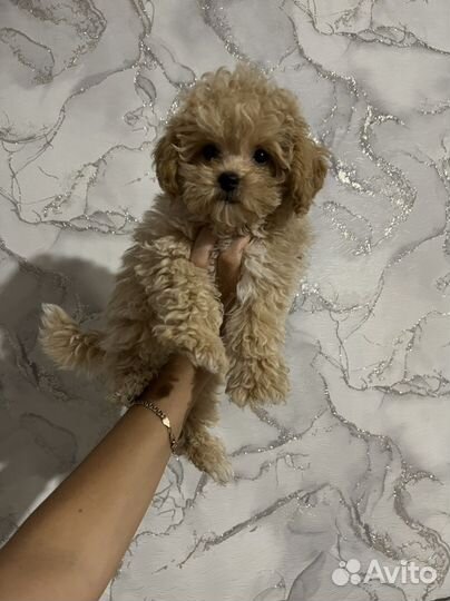 Мальтипу ф1 шикарный мальчик Premium Lux Корея