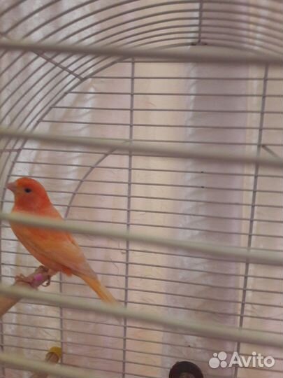 Канарейка и Щегол