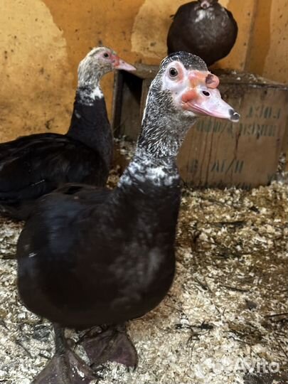 Обмен индоСелезня