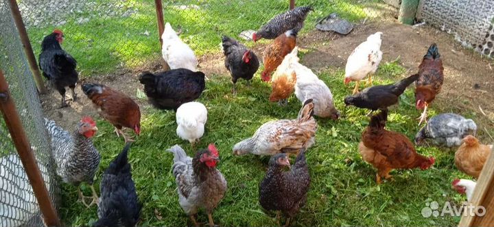 Молодые петушки