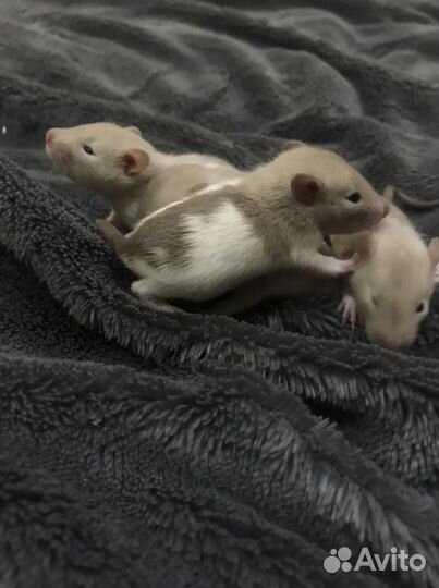 Крысята сиамские