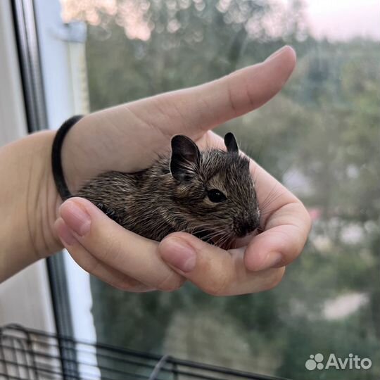 Малыши бельчата дегу