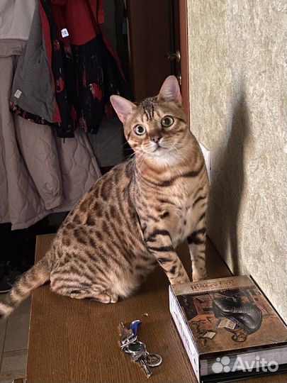 Бенгальский кот