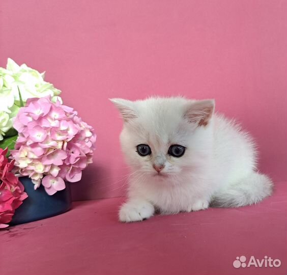 Настоящий британец