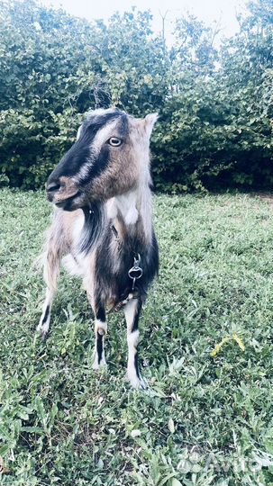 Коза ламанча дойная