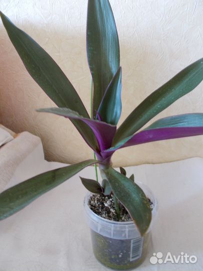 Комнатное растение - Рэо