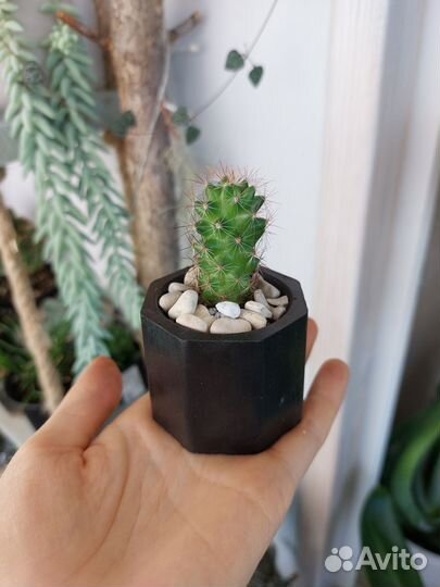 Кактусы и суккуленты в горшочках