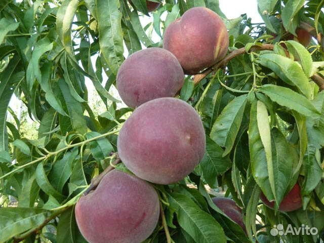 Саженцы элитных сортов персика и абрикосов