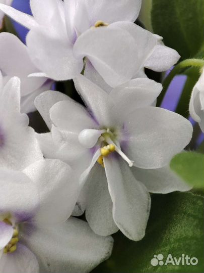 Черенки сортовых фиалок