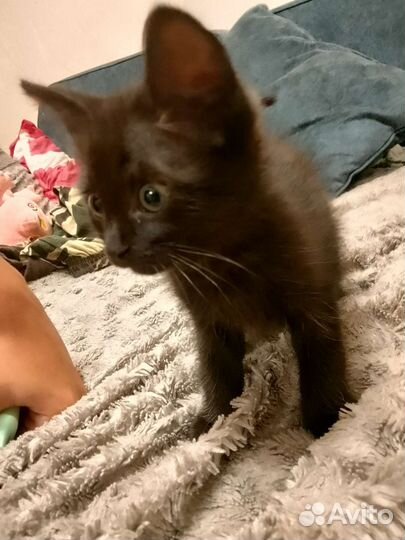 Котенок девочка в добрые руки