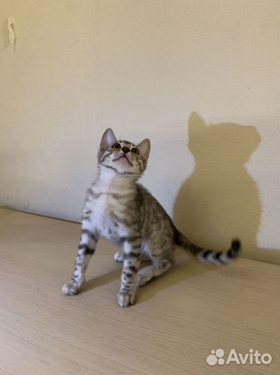 Бенгальские котята
