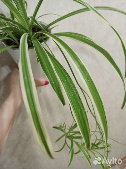 Хлорофитум Irish