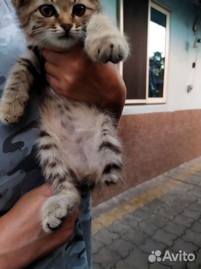 Кошка(без лапки) в дар бесплатно