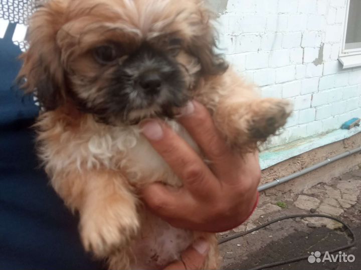 Пекинес+ши-тцу (метис)