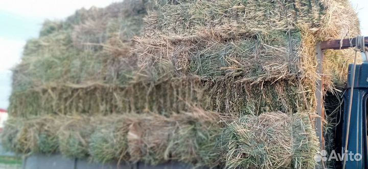 Сено суданка