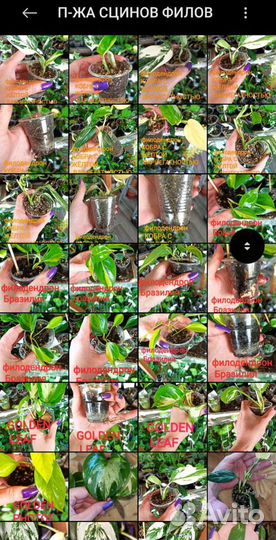 Комнатные растения разные