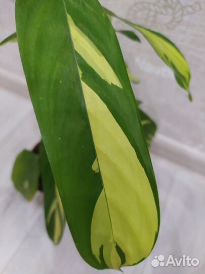 Ктенанта Лубберса