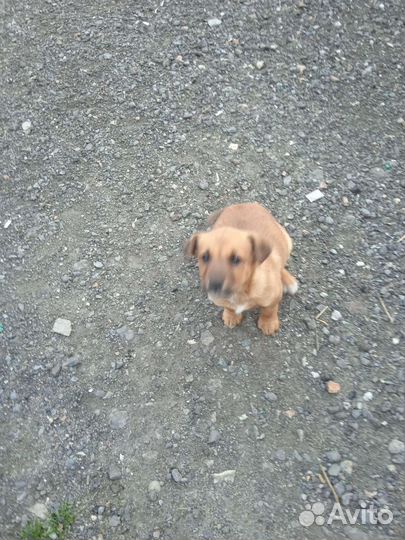 Собака в добрые руки отдам бесплатно