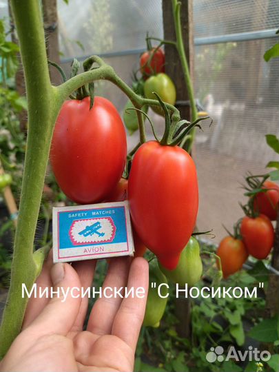 Семена Минусинских помидоров