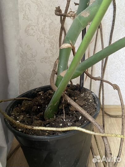 Цветок растение Монстера делициоза