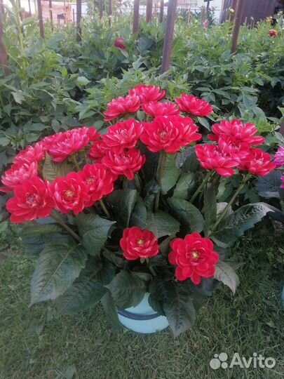 Шикарные георгины и гладиолусы на посадку