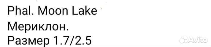 Орхидея Phal.В наличии. От Son Ja. Moon Lake