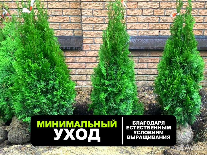 Туи Брабант, Смарагд, Колумна