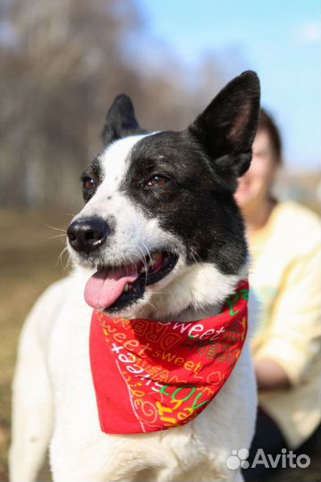 Собака Бим хочет домой из приюта