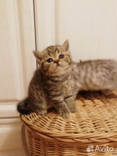 Шотландские котята