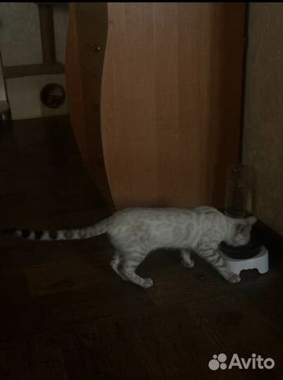 Бенгал, вязка