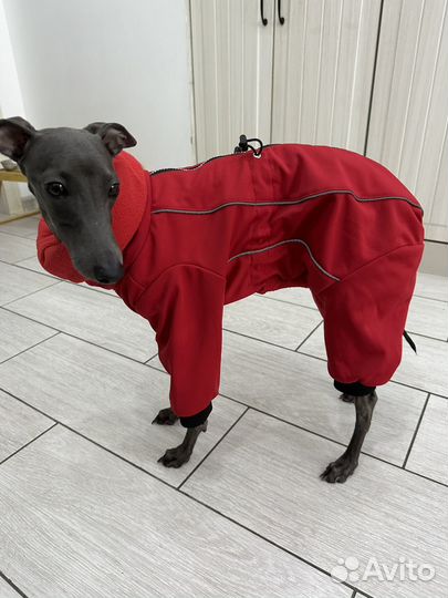 Комбинезон для собак (левретки и бассенджи)