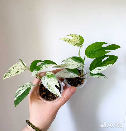 Комнатные растения 3 часть