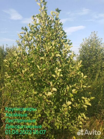 Боярышник супер пышный живой забор