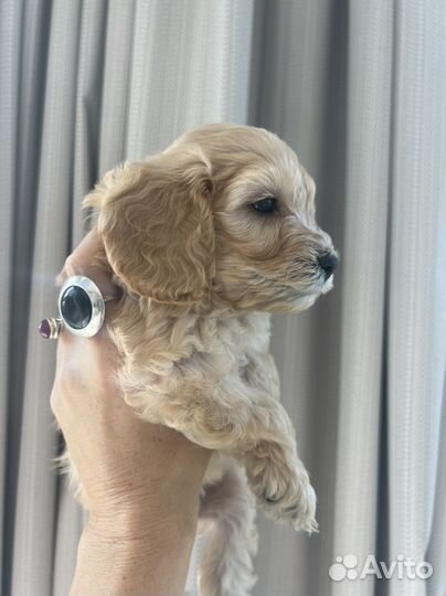 Щенки мальтипу