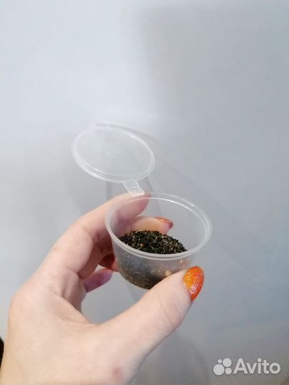 Семена гвоздики турецкой