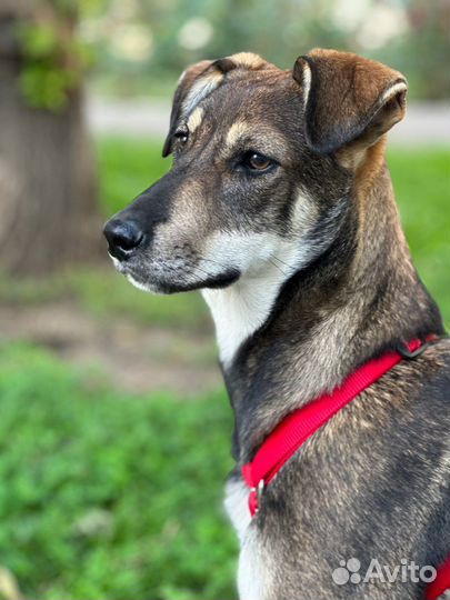 Собака в добрые руки отдам бесплатно