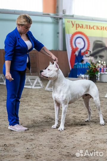 Кобель для вязки Аргентинский Дог