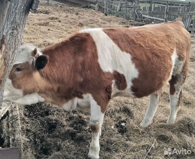 Тёлка стельная