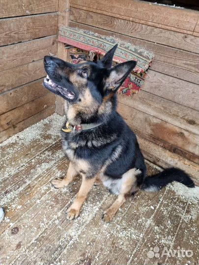 Метис овчарки