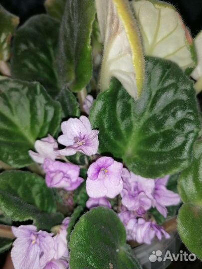 Детки фиалки