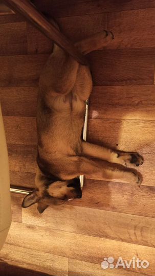 Собака бесплатно в добрые руки